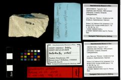 Foto (Objekt + Etiketten) von Galatheites zitteli (Moericke, 1889) 